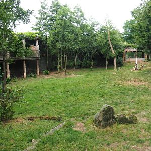 African hunting dog exhibit, 2019-07-21