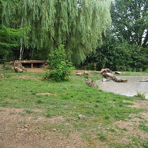 African hunting dog exhibit, 2019-07-21