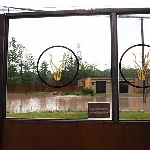 Viewing windows into the new greater flamingo aviary, 2019-07-21