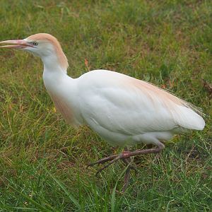 Western cattle egret (Bubulcus ibis ibis), 2019-07-21
