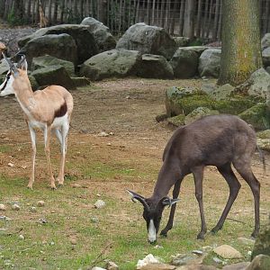 Springboks - Normal and melanistic (Antidorcas marsupialis), 2019-07-21