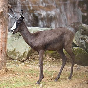 Melanistic springbok (Antidorcas marsupialis), 2019-07-21