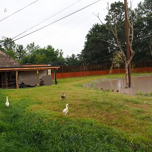New greater flamingo aviary, 2019-07-21