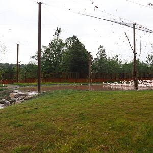 New greater flamingo aviary, 2019-07-21