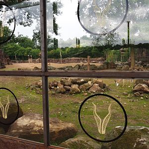 Viewing windows into the savanna paddock, 2019-07-21