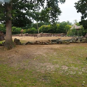 Savanna paddock, 2019-07-21