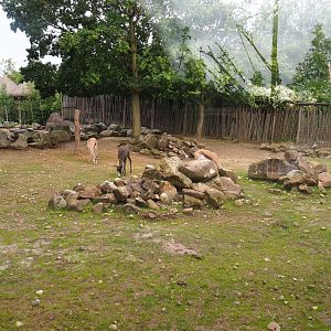 Savanna paddock, 2019-07-21