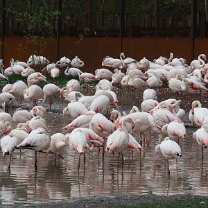 Flock of greater flamingos (Phoenicopterus roseus), 2019-07-21