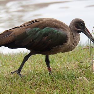 Hadada ibis (Bostrychia hagedash), 2019-07-21