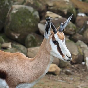 Springbok (Antidorcas marsupialis), 2019-07-21