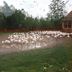 New greater flamingo aviary and viewing hut, 2019-07-21
