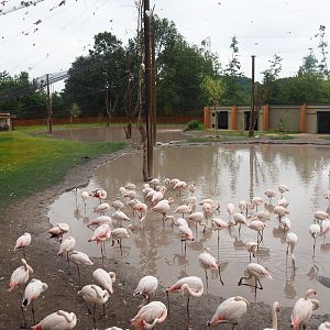 New greater flamingo aviary, 2019-07-21