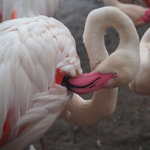 Preening greater flamingo (Phoenicopterus roseus), 2019-07-21