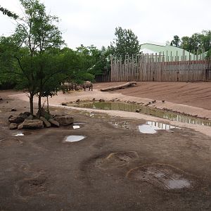 Southern white rhinoceros - Hartmann mountain zebra - Helmeted guineafowl paddock, 2019-07-21