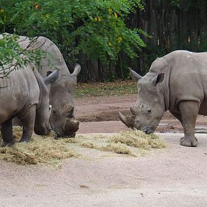Southern white rhinoceroses (Ceratotherium simum simum), 2019-07-21