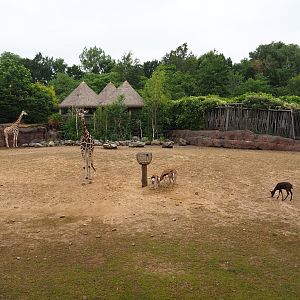Savanna paddock, 2019-07-21