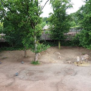Southern white rhinoceros - Hartmann mountain zebra - Helmeted guineafowl paddock, 2019-07-21
