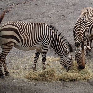 Hartmann mountain zebras (Equus zebra hartmannae), 2019-07-21