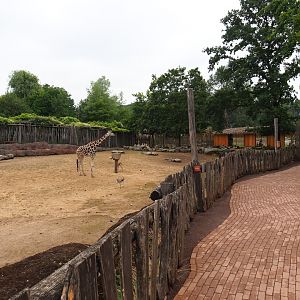 Savanna paddock and walkway, 2019-07-21