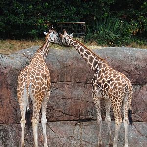 Rothschild's giraffes (Giraffa camelopardalis rothschildi), 2019-07-21