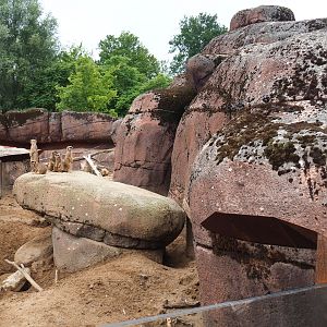 Meerkat exhibit, 2019-07-21