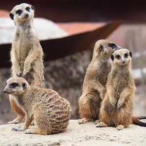 Meerkats (Suricata suricatta), 2019-07-21