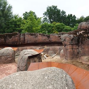 Meerkat exhibit, 2019-07-21