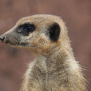 Meerkat (Suricata suricatta), 2019-07-21