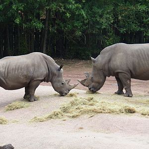 Southern white rhinoceroses (Ceratotherium simum simum), 2019-07-21
