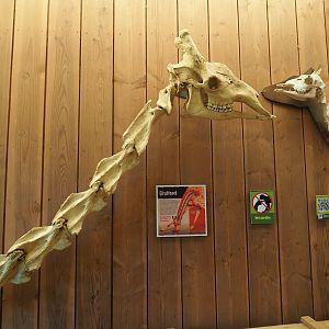 Skulls and necks of juvenile and adult giraffe display, 2019-07-21