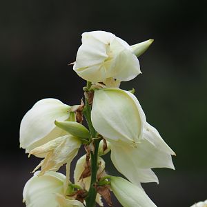 Yucca flowers, 2019-07-21