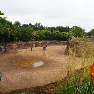 Savanna paddock, 2019-07-21