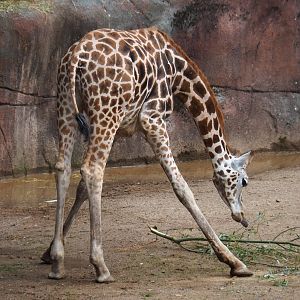 Rothschild's giraffe, 2019-07-21