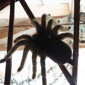 Creepy giant tarantula model, 2019-07-21