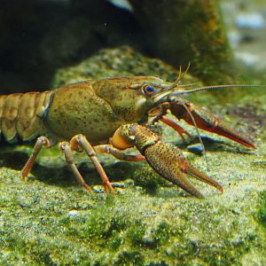 European noble crayfish (Astacus astacus), 2019-07-21