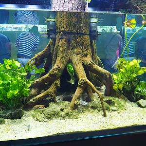 Limburg House - Three-spined stickleback and European noble crayfish aquarium, 2019-07-21