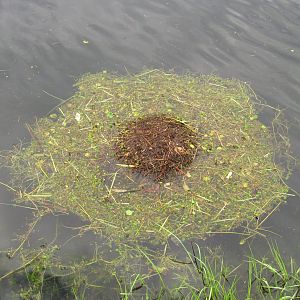 Which species is nesting here?