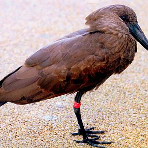 Hamerkop; Marwell; 6th August 2019
