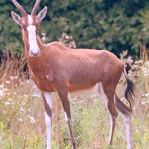 Blesbok; Marwell; 6th August 2019