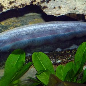 Elephantnose knifefish (Sternarchorhynchus oxyrhynchus), ID by Great Argus