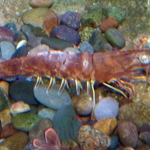 Unknown shrimp, please help ID!!!!!!!!!!