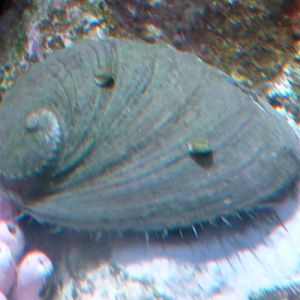 Unknown abalone, please help ID!