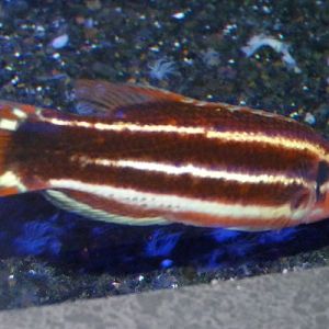 Crescent-tail hogfish (Bodianus sepiacaudus), ID by Great Argus