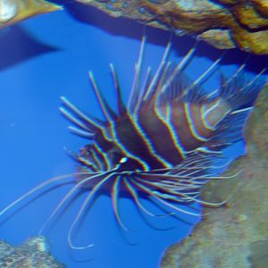 Pterois radiata (ID by Great Argus)
