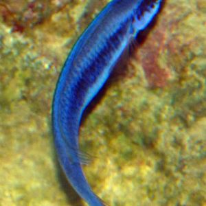 Indigo dottyback (Pseudochromis fridmani x sankeyi), ID by Great Argus