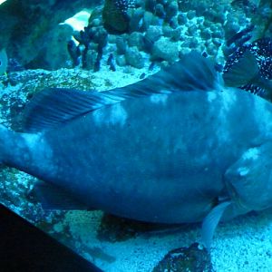 Unknown big fish, please help ID!