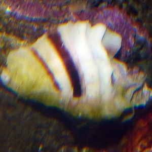 Unknown (cornet?) snail, please help ID!