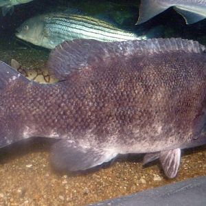 Unkown fish, please help ID!