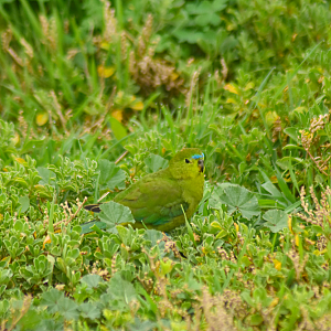 Orange-bellied Parrot - Neophema chrysogaster