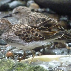 Least sandpiper (Calidris minutilla) (ID by Mrzootycoon) and Calidris alba in rear
